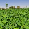 بذر یونجه