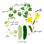چرخه رشد (زندگی) خیار_آبکود