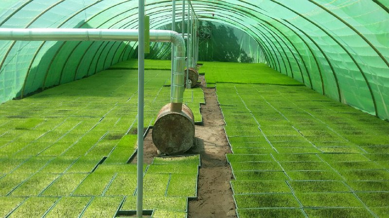 سینی کشت برنج