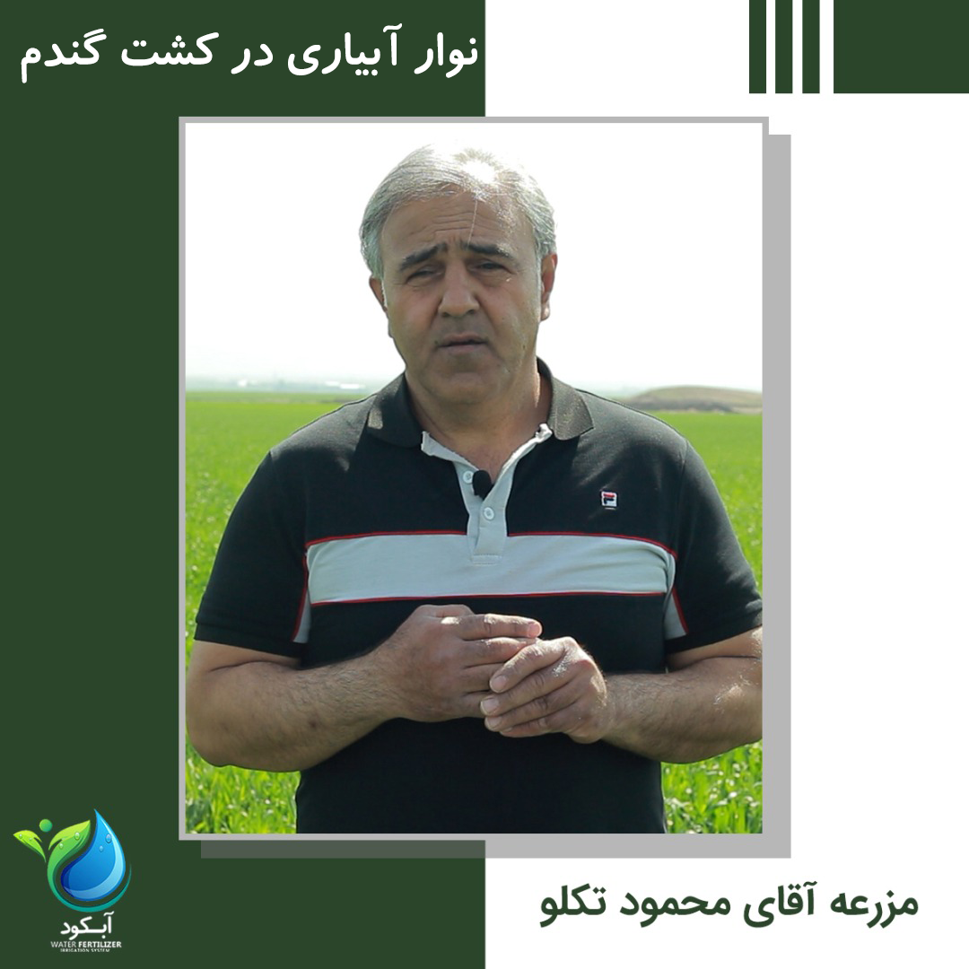 نوار آبیاری در کشت گندم