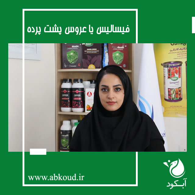 فیسالیست چیست و روش کاشت فیسالیس_آبکود