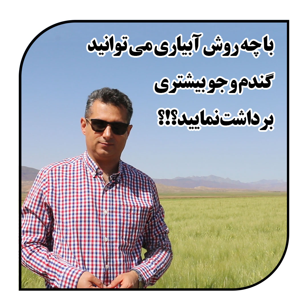 با چه روش آبیاری می توانید گندم و جو بیشتری برداشت نمایید؟_آبکود