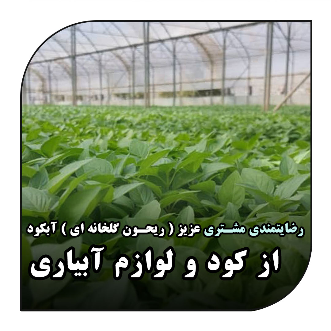 کشت ریحون گلخونه ای با استفاده از لوازم آبیاری و کود های آبکود