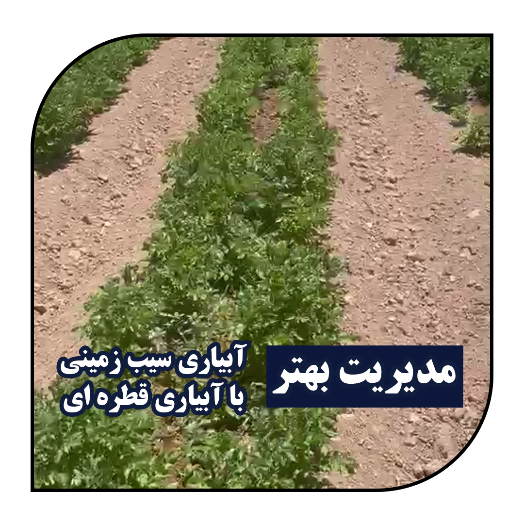 مدیریت بهتر آبیاری سیب زمینی با آبیاری قطره ای_آبکود